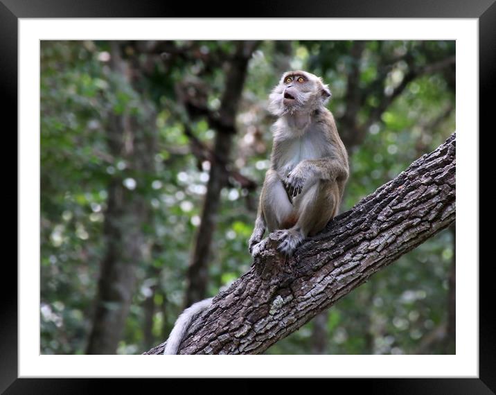Long Tailed Macaque in the Borneo jungle Framed Mounted Print by Simon Marlow