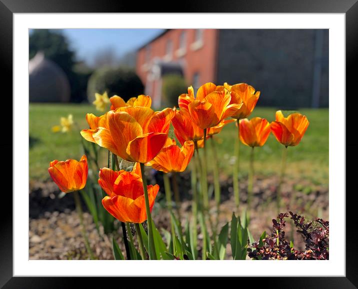 Beautiful display of Summer Tulips Framed Mounted Print by Simon Marlow
