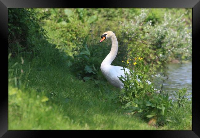 Majestic Swan Emerges Framed Print by Simon Marlow