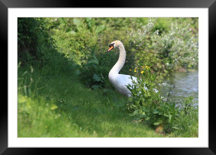Majestic Swan Emerges Framed Mounted Print by Simon Marlow