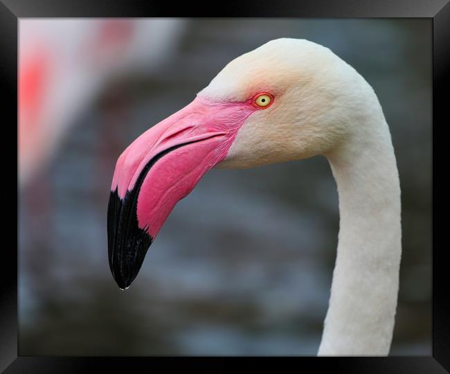 Majestic Greater Flamingo Framed Print by Simon Marlow