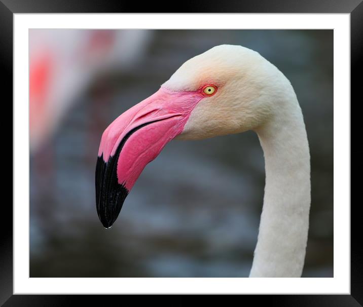 Majestic Greater Flamingo Framed Mounted Print by Simon Marlow