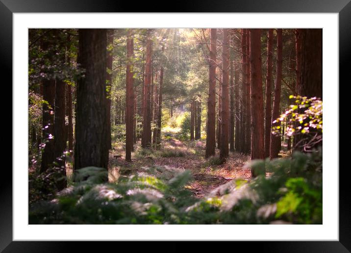 Golden Path through Autumn Forest Framed Mounted Print by Simon Marlow