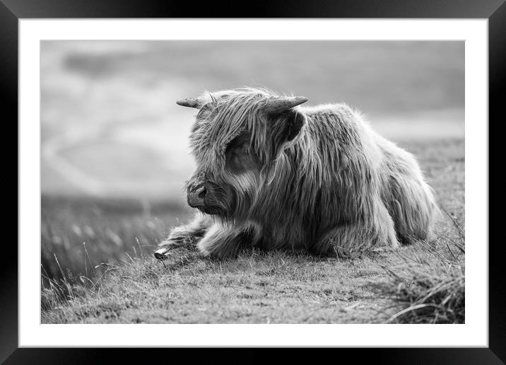 Highland Cow in the Black Mountains, Wales Framed Mounted Print by Simon Marlow