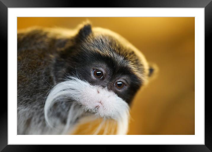 Beautiful little Emperor Tamarin Monkey Framed Mounted Print by Simon Marlow