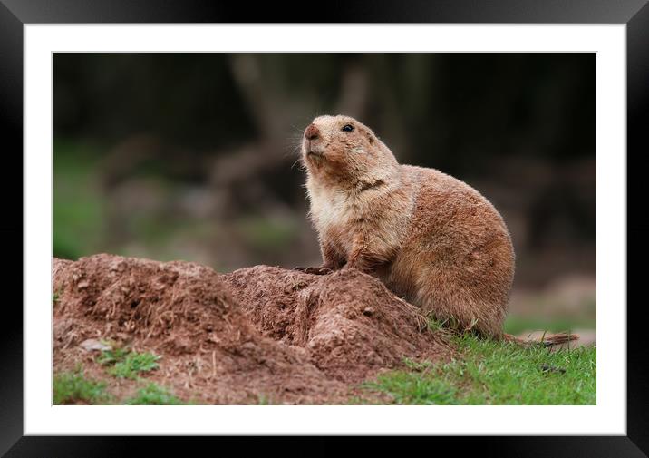 Prairie Dog on lookout Framed Mounted Print by Simon Marlow