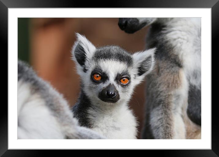 Young Ring Tailed Lemur between parents Framed Mounted Print by Simon Marlow