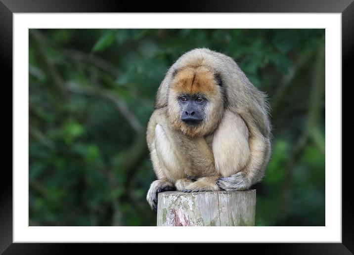 Grumpy Howler Monkey Framed Mounted Print by Simon Marlow