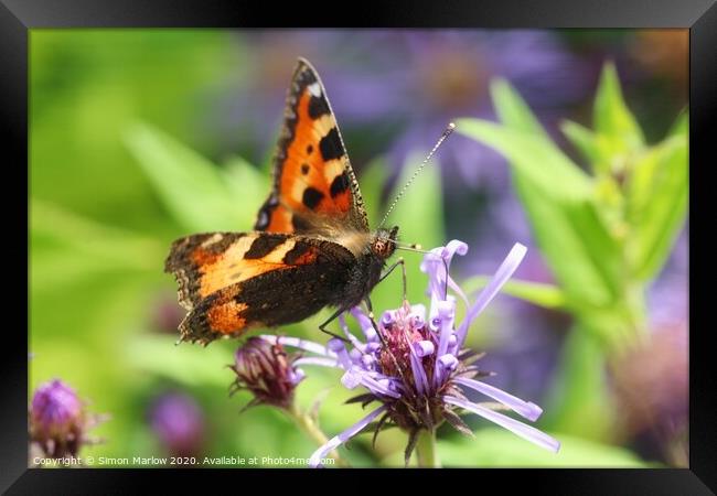 Tortoisehell Butterfly on a wild flower Framed Print by Simon Marlow