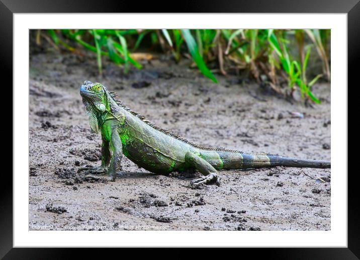 Majestic Iguana in the Costa Rican wilderness Framed Mounted Print by Simon Marlow