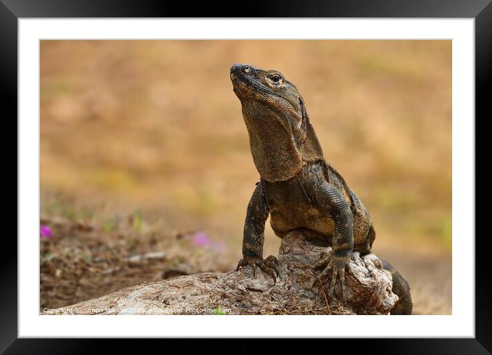 Alert Iguana on rocks in Costa Rica Framed Mounted Print by Simon Marlow