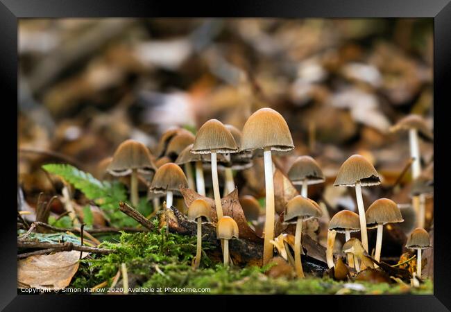 Enchanting Autumn Fungi Framed Print by Simon Marlow