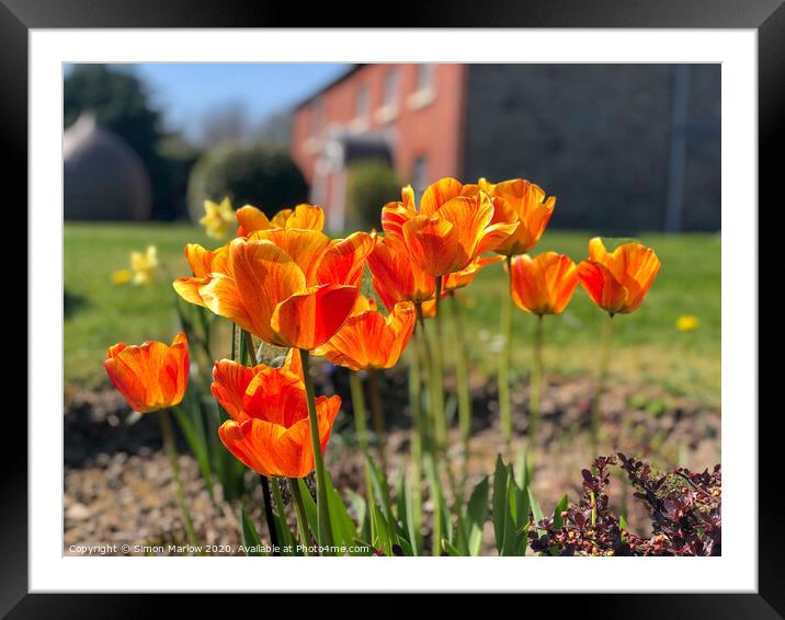 Summer Arctic Poppies Framed Mounted Print by Simon Marlow