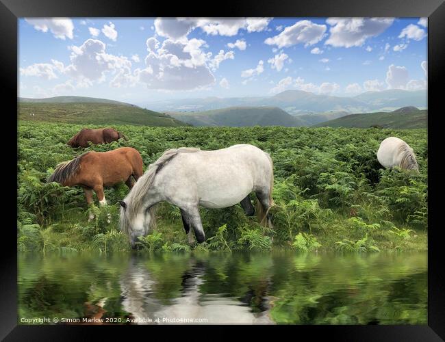 Wild Horses on Long Mynd Shropshire Framed Print by Simon Marlow