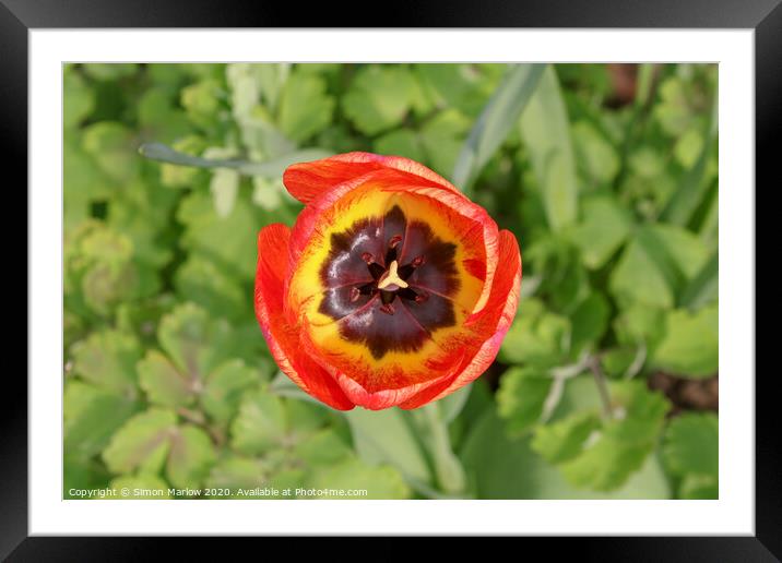 Stunning Three Colour Harlequin Poppy Framed Mounted Print by Simon Marlow