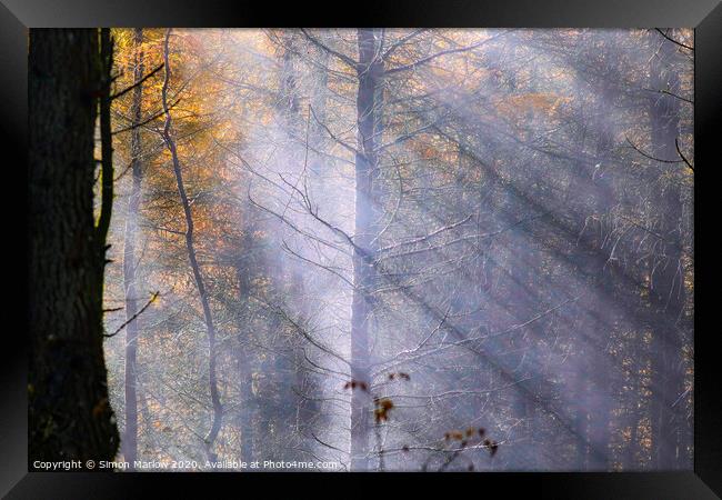 Rays of sunlight through autumn trees Framed Print by Simon Marlow