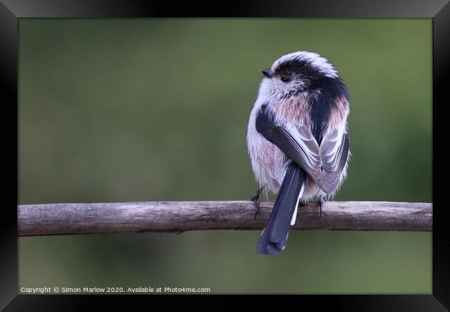 Long Tailed Tit sat on a branch Framed Print by Simon Marlow