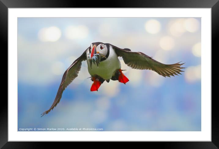 Atlantic Puffin in flight returning from the sea Framed Mounted Print by Simon Marlow