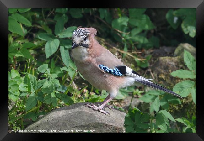 A Jay perched on a rock Framed Print by Simon Marlow