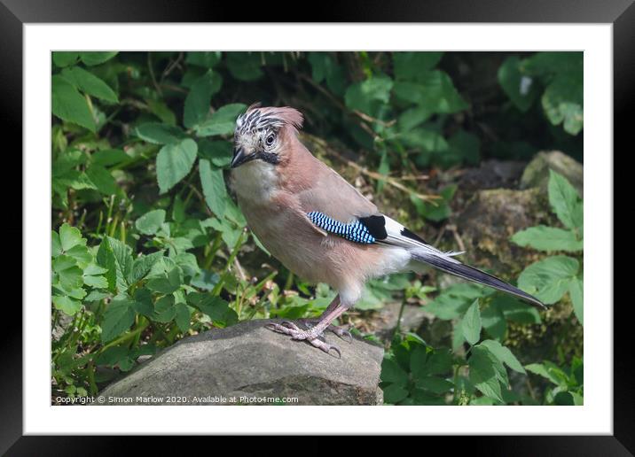 A Jay perched on a rock Framed Mounted Print by Simon Marlow