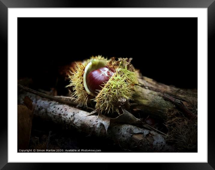 An autumn Chestnut with the case open Framed Mounted Print by Simon Marlow