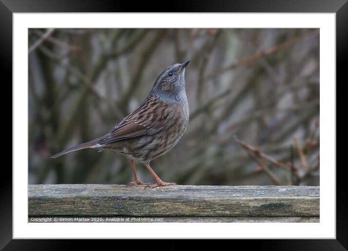 A posing Dunnock Framed Mounted Print by Simon Marlow