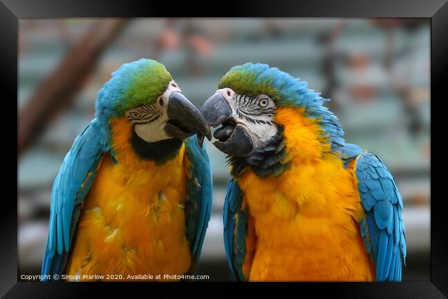A pair of colourful kissing Macaws Framed Print by Simon Marlow
