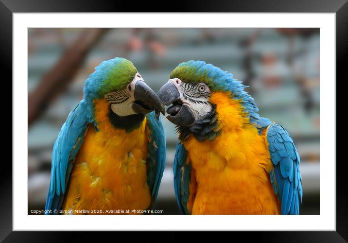 A pair of colourful kissing Macaws Framed Mounted Print by Simon Marlow