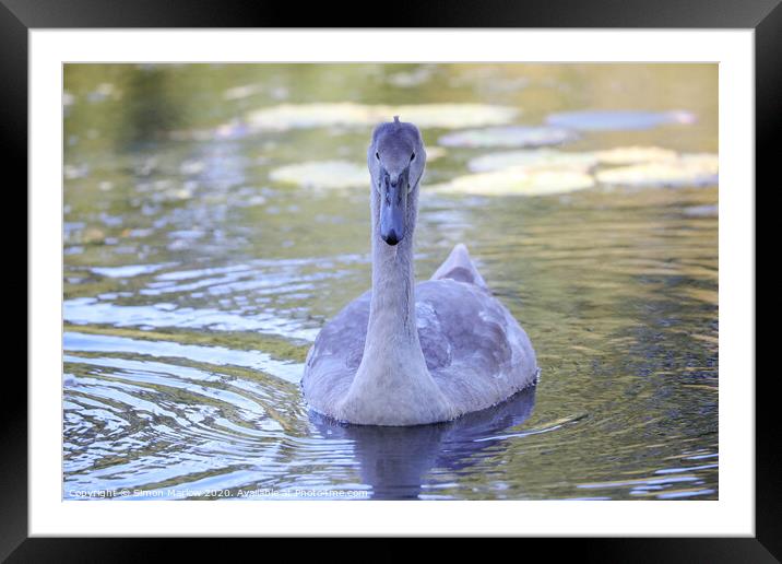 Graceful Cygnet Swimming Closer Framed Mounted Print by Simon Marlow