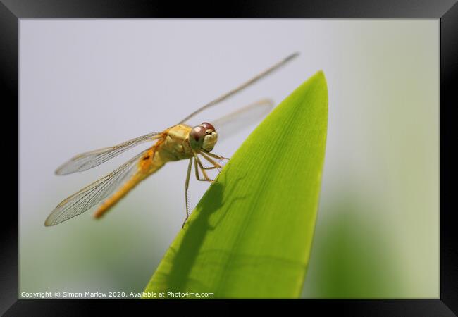 Orange Dragonfly of Vietnam Framed Print by Simon Marlow