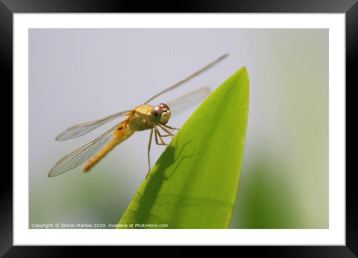 Orange Dragonfly of Vietnam Framed Mounted Print by Simon Marlow