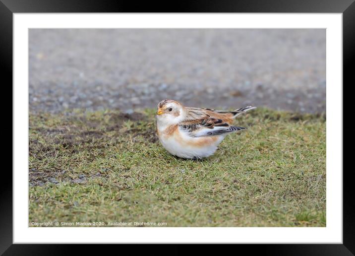 Snow Bunting on Clee Hill, Shropshire Framed Mounted Print by Simon Marlow