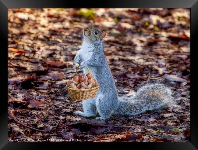 Grey Squirrel collecting acorns Framed Print by Simon Marlow