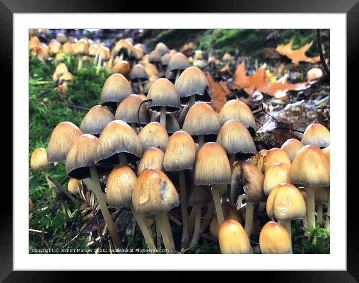 Autumn Fungi in the forest Framed Mounted Print by Simon Marlow