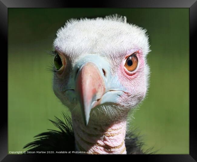 A portrait of a young Vulture Framed Print by Simon Marlow