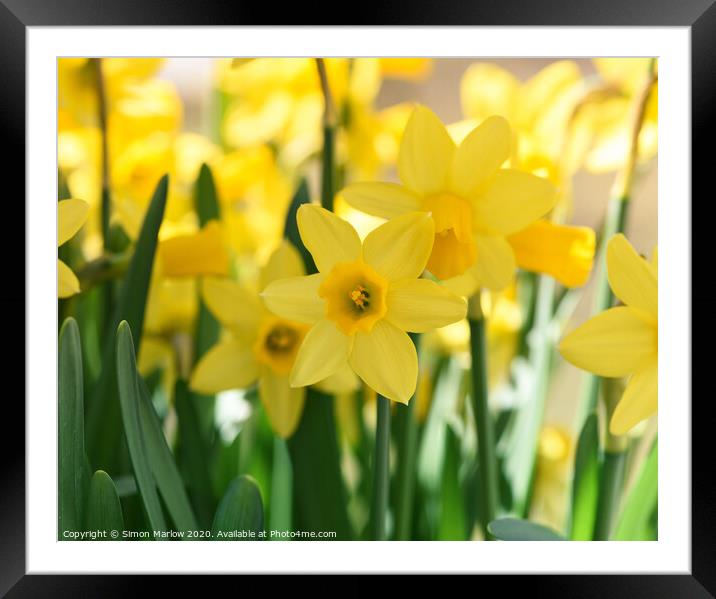 Vibrant Daffodils Dancing in the Spring Meadow Framed Mounted Print by Simon Marlow