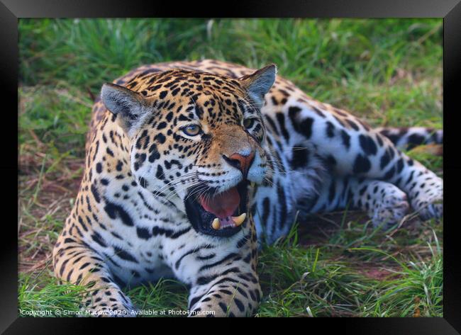 Majestic Jaguar Roars with Power Framed Print by Simon Marlow