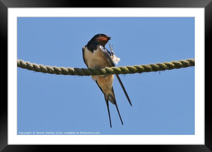 Swallow Framed Mounted Print by Simon Marlow