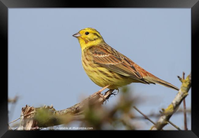 The beautiful colours and texture of a YellowHamme Framed Print by Simon Marlow