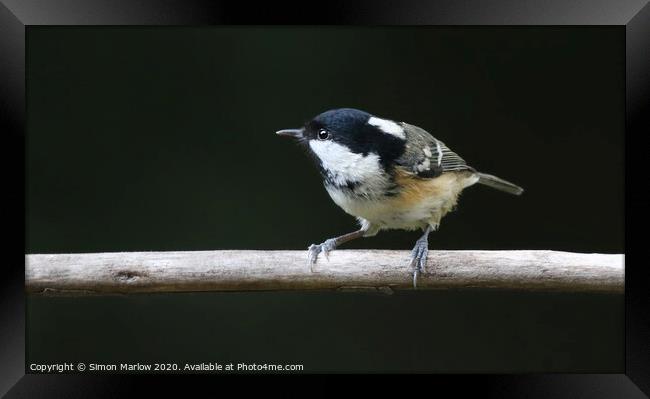 Coal Tit on a branch looking to the left Framed Print by Simon Marlow