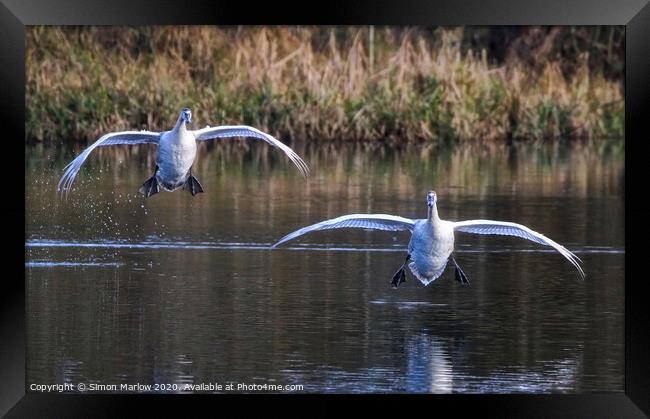 A pair of majestic Swans coming into land Framed Print by Simon Marlow