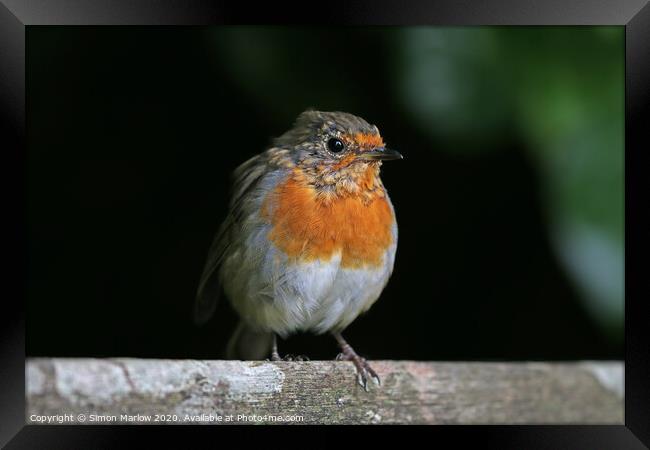 Young Robin sat on a tree branch Framed Print by Simon Marlow