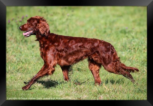 Beautiful side view of a Red Setter running Framed Print by Simon Marlow