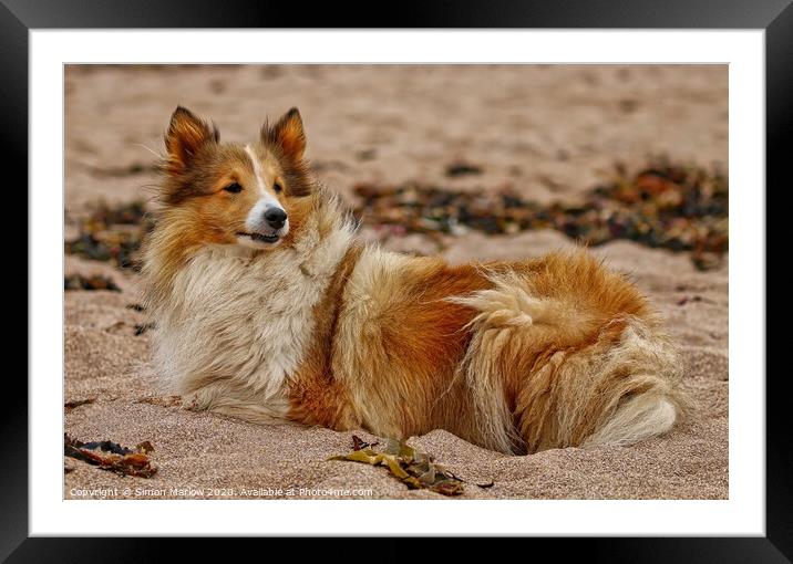 Rough Collie relaxing at the beach Framed Mounted Print by Simon Marlow