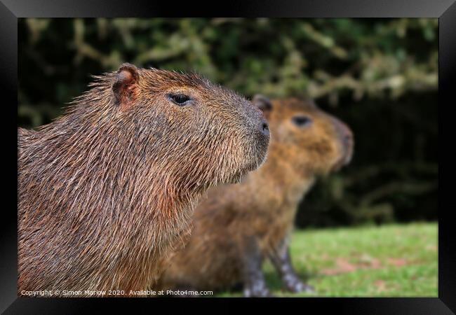 Close up of a Capybara looking right Framed Print by Simon Marlow
