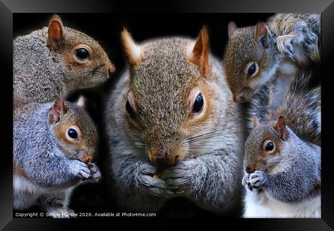 Composition of Grey Squirrels Framed Print by Simon Marlow