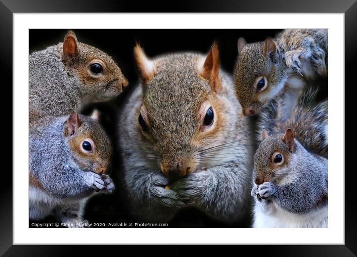 Composition of Grey Squirrels Framed Mounted Print by Simon Marlow