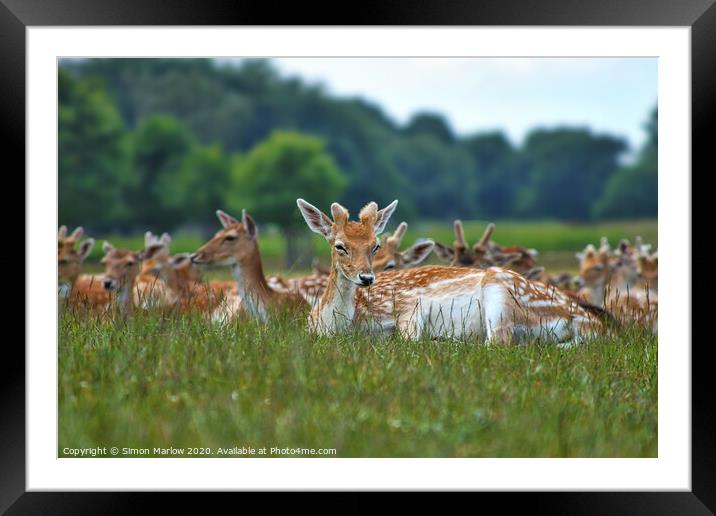 Deer relaxing in Richmond Park, London Framed Mounted Print by Simon Marlow