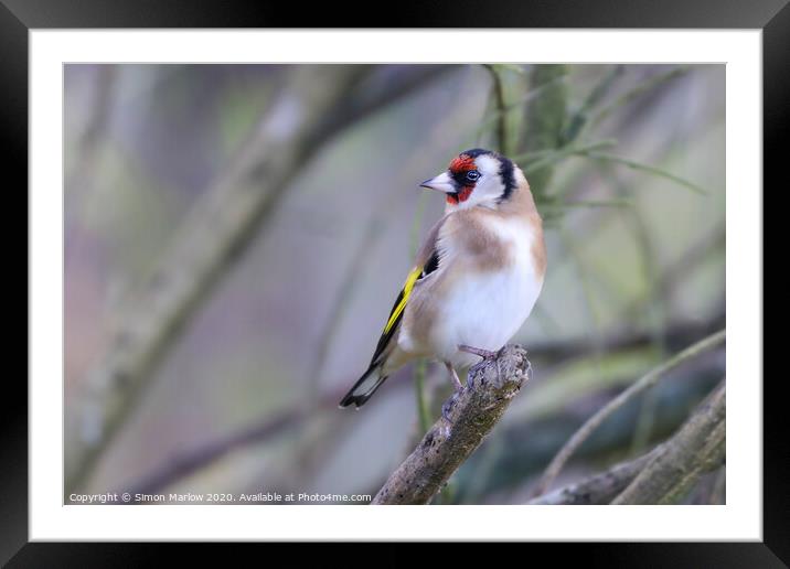 Majestic Yellow Beauty Framed Mounted Print by Simon Marlow