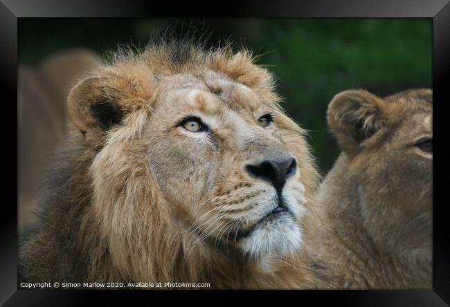 The Ferocity of the King Framed Print by Simon Marlow